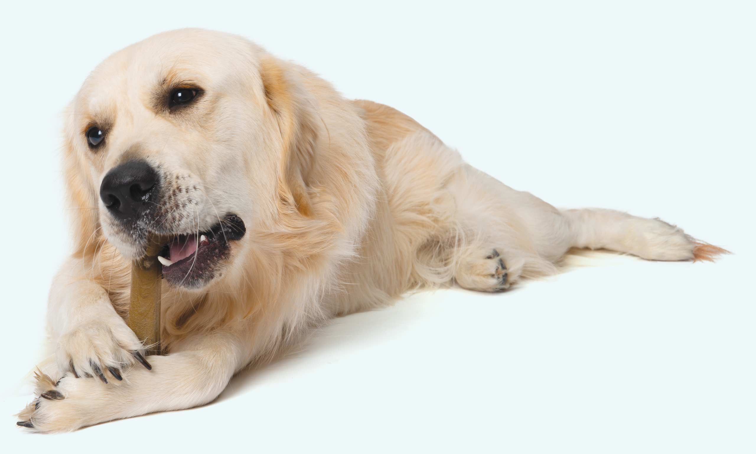 Golden Retriever chewing on a Nosh bone