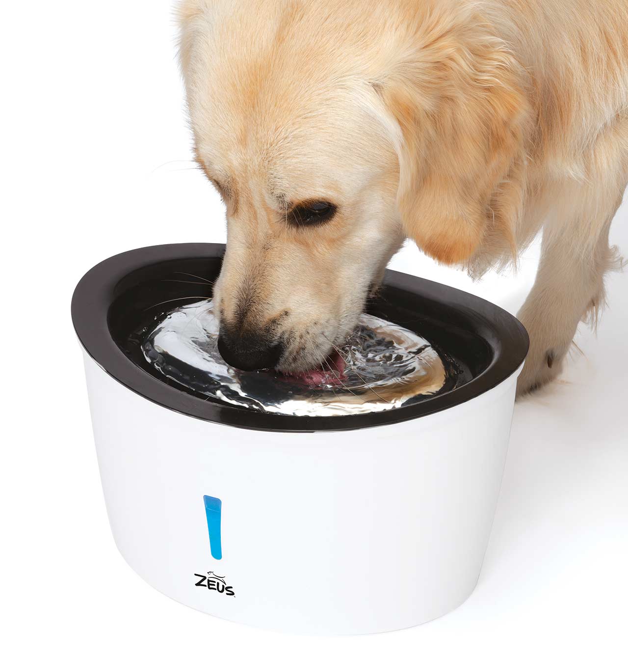 Golden Retriever drinking from the Zeus Cascade Stainless Steel