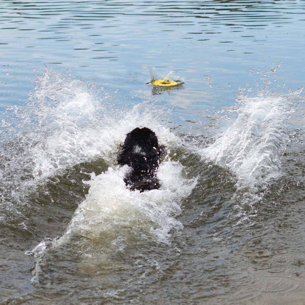Chien nageant vers un jouet Nitro Zeus flottant dans l’eau
