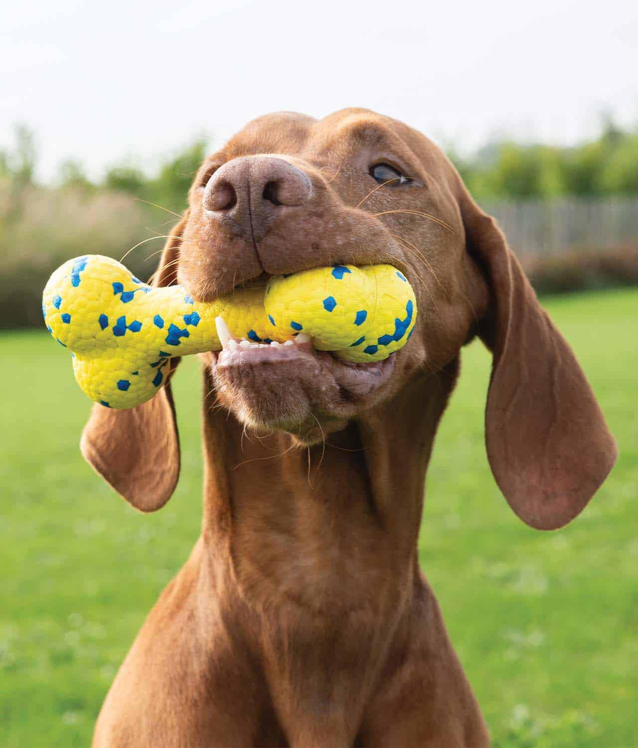 Ein Hund, der mit dem Zeus NITRO Bendy Bone spielt – 1