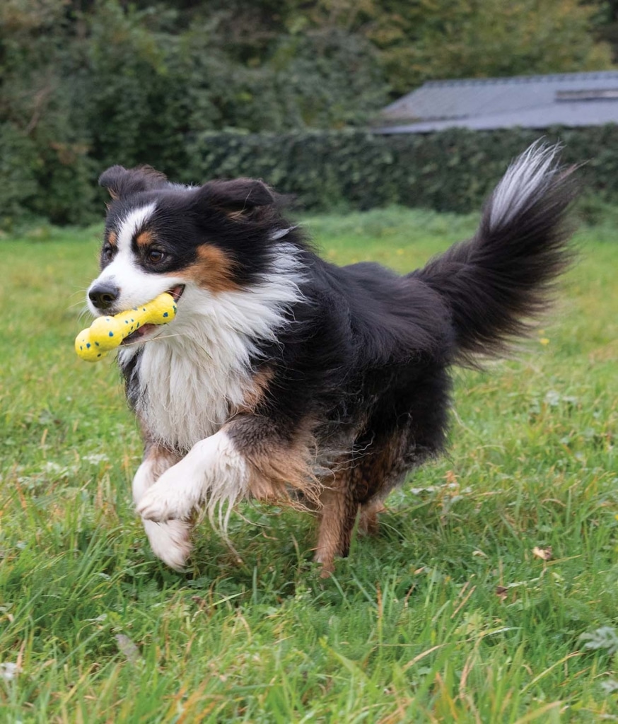 Ein Hund, der mit dem Zeus NITRO Bendy Bone spielt – 3