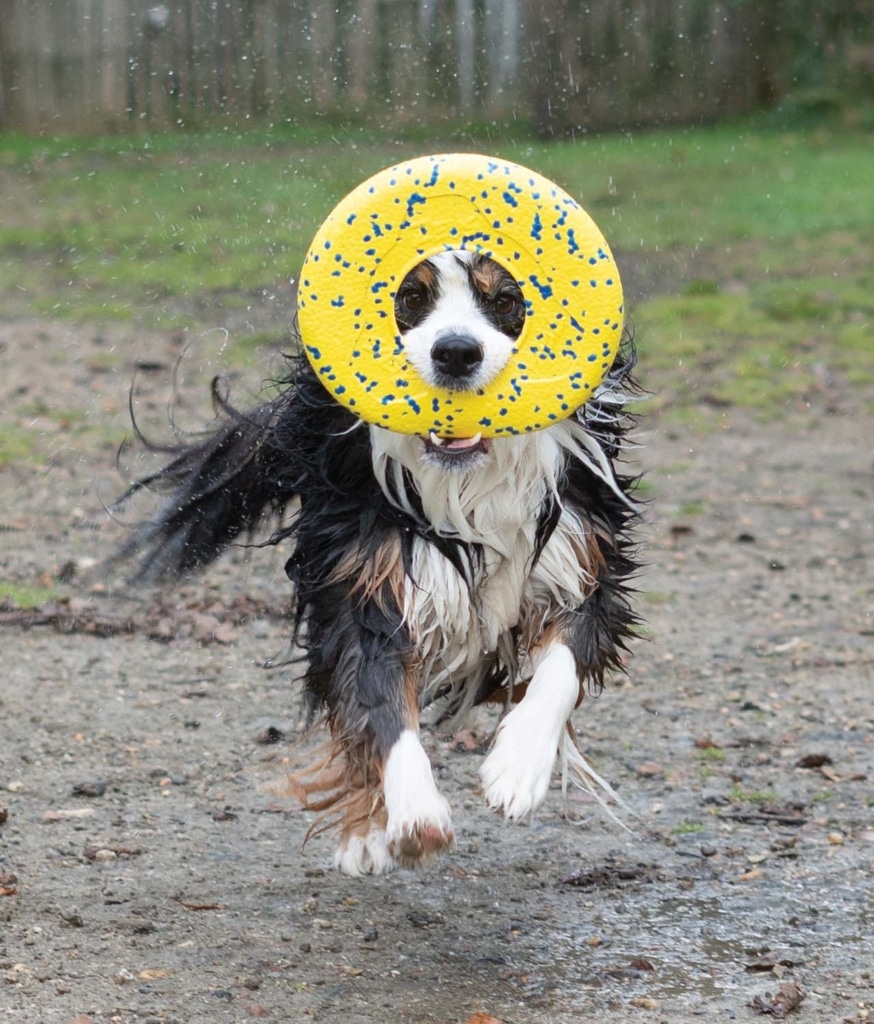 Ein Hund, der mit der Zeus NITRO Disc spielt – 5