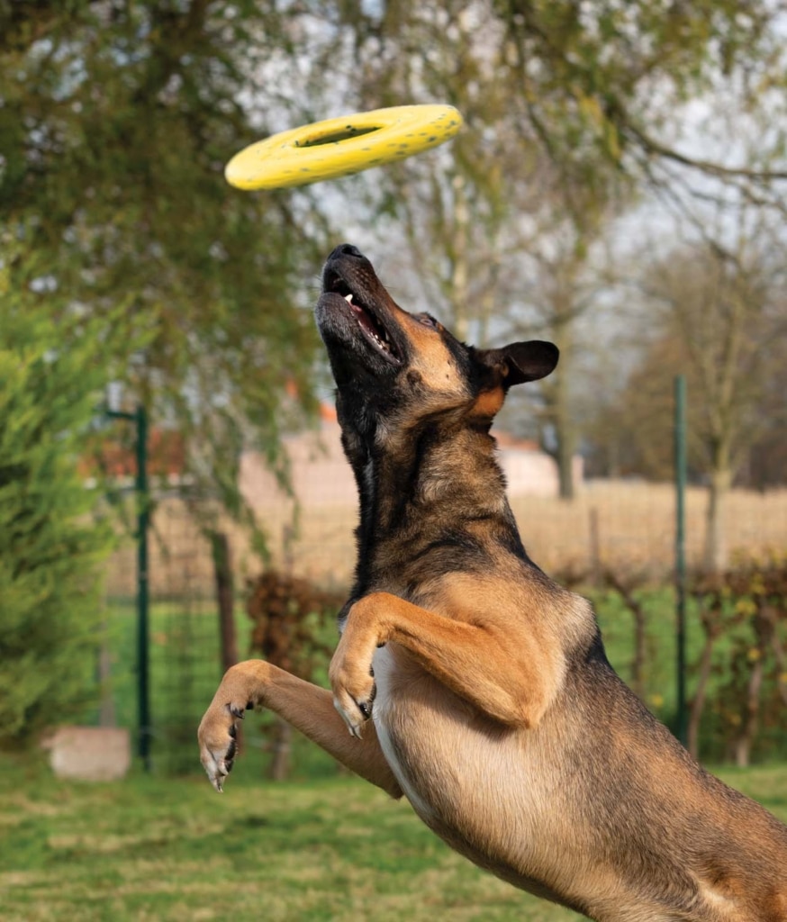 Ein Hund, der mit der Zeus NITRO Disc spielt – 1