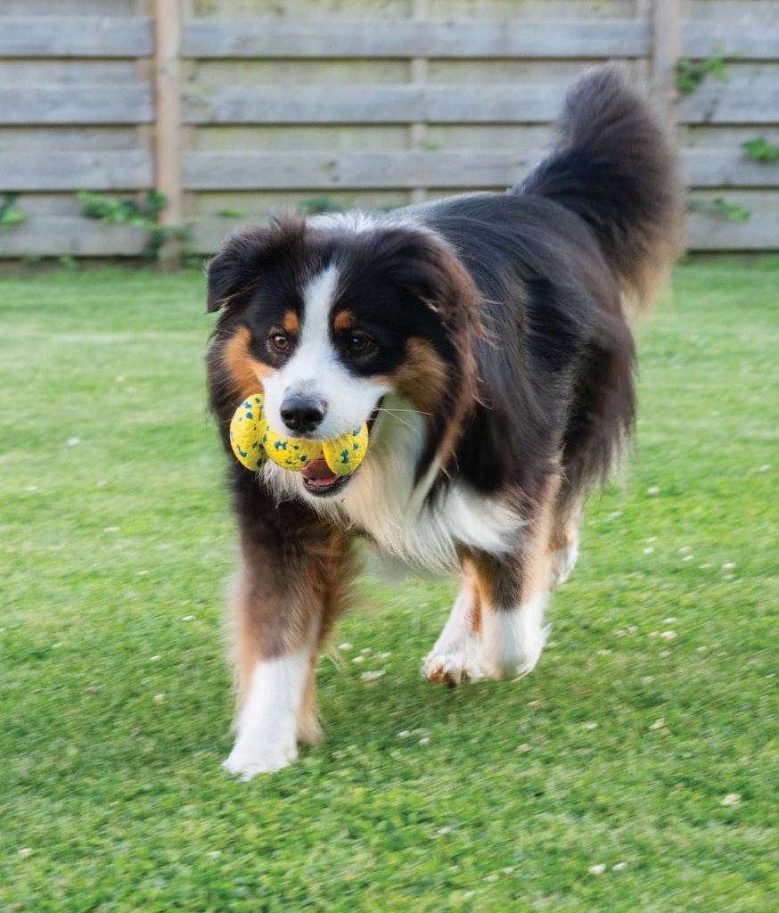 Ein Hund, der mit dem Zeus NITRO Grip Ball spielt – 2