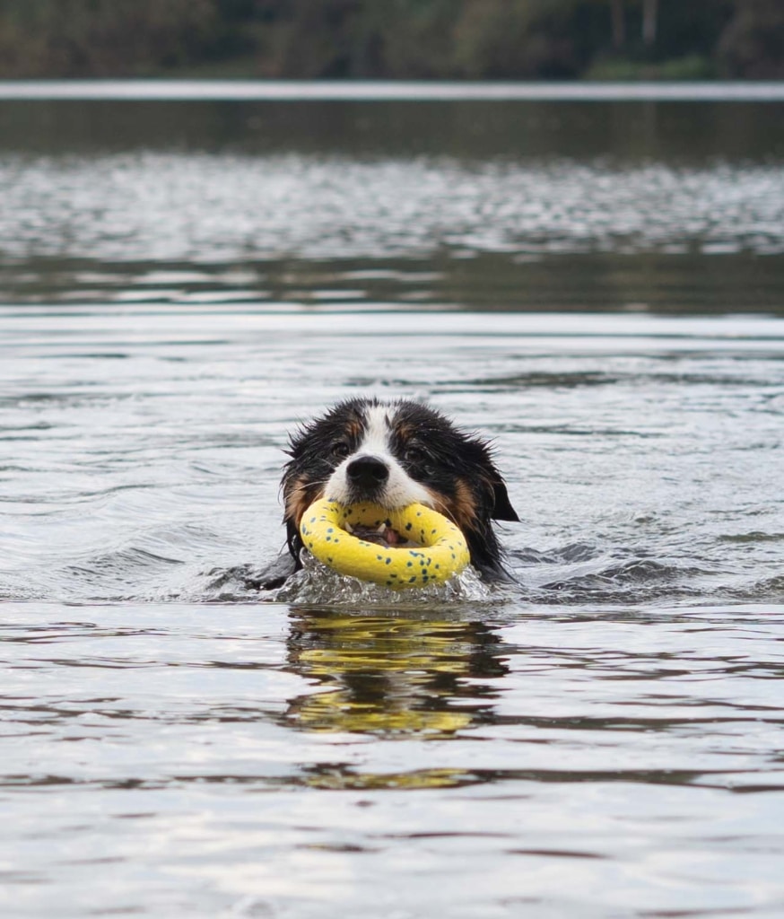 Ein Hund, der mit dem Zeus NITRO Ring spielt – 4