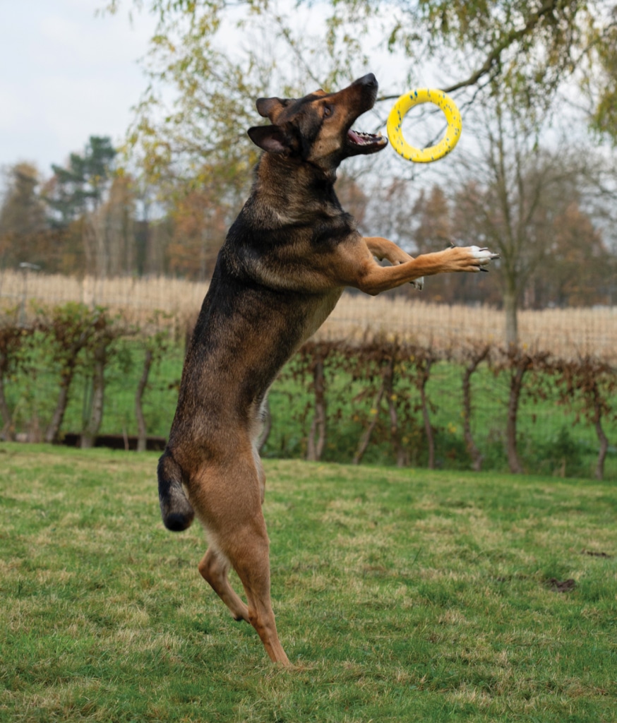 in Hund, der mit dem Zeus NITRO Ring mit Gummikern spielt – 4