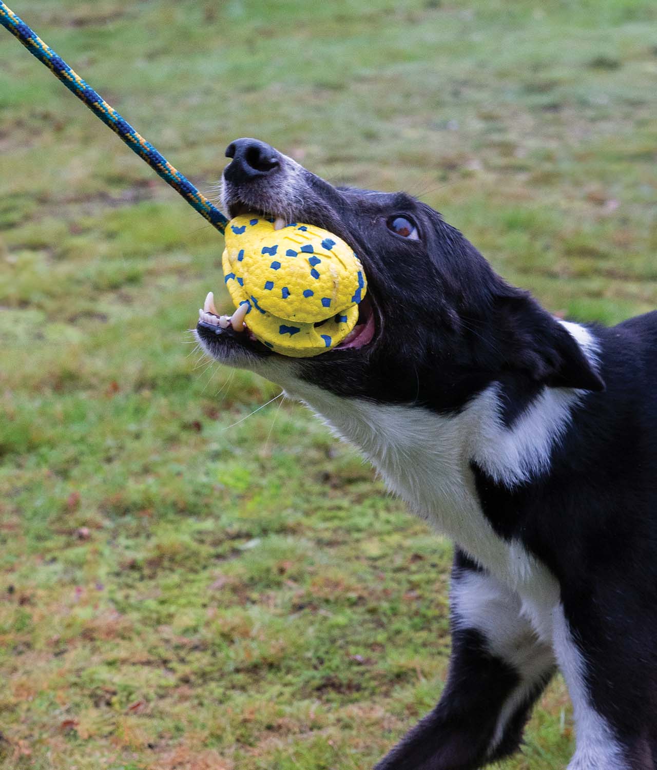 Ein Hund, der mit dem Zeus NITRO Slinger spielt – 1