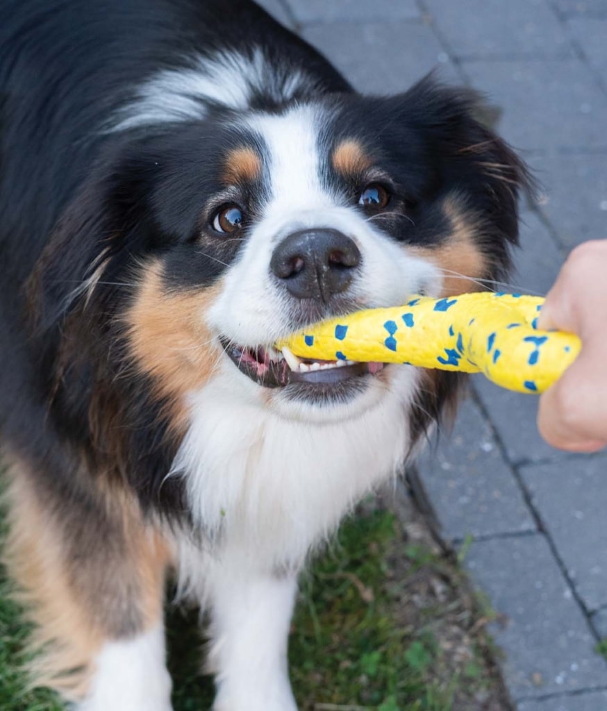 Ein Hund, der mit dem Zeus NITRO Tugger spielt – 3