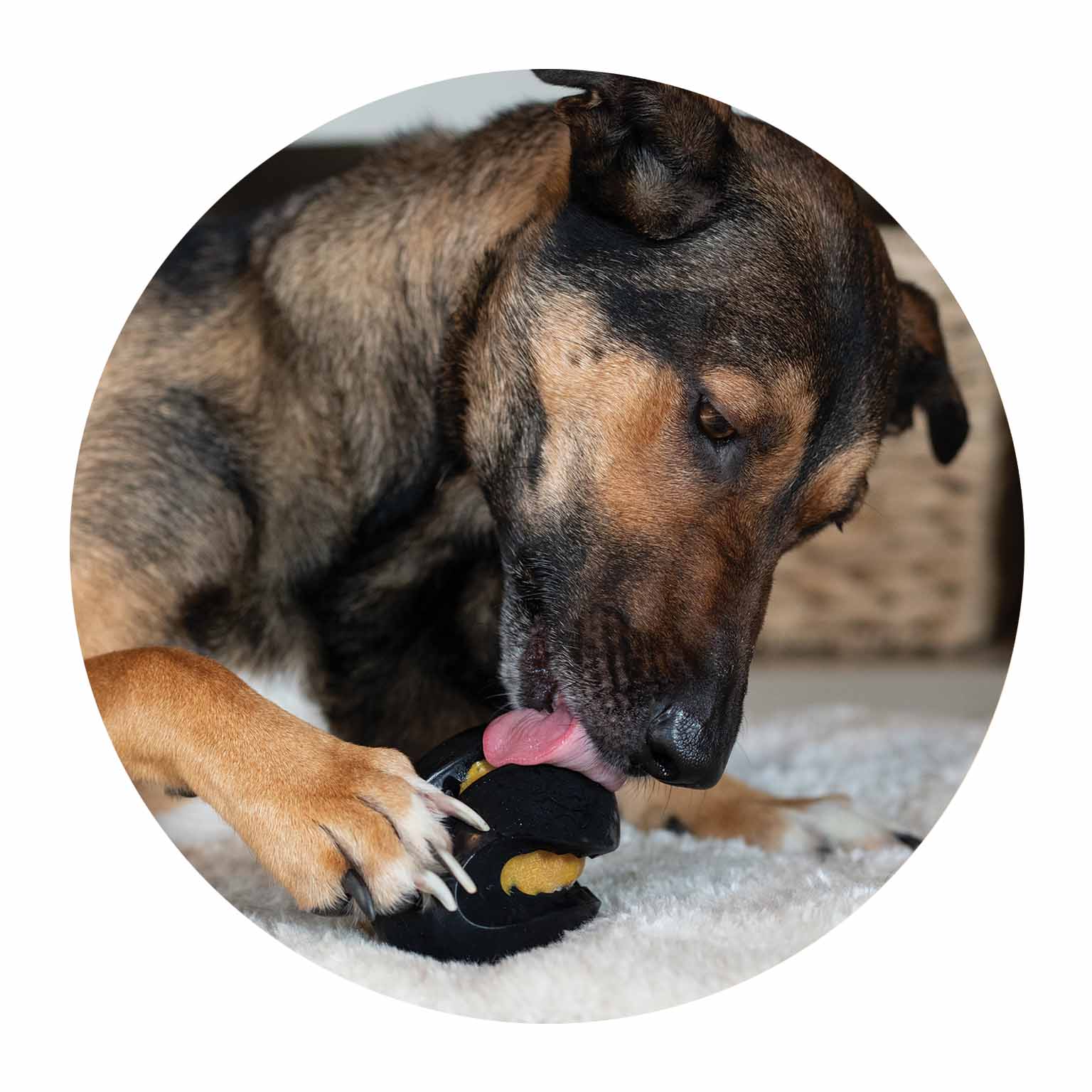 Dog licking a Zeus Chewchasers Rugby Treat Ball filled with frozen Zoë Licky Snack