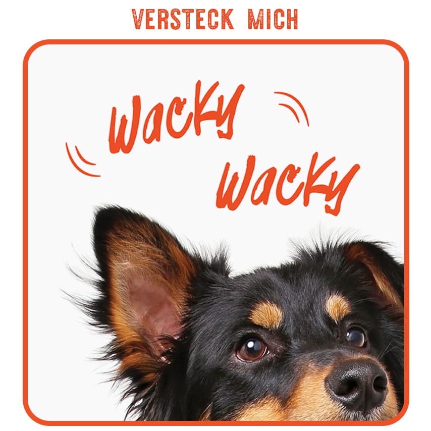 Ein Hund, der das Geräusch eines Wacky Toys hört